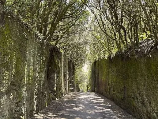 Santa Cruz – Anaga – La Laguna Tour — 8h · Facile · Tenerife