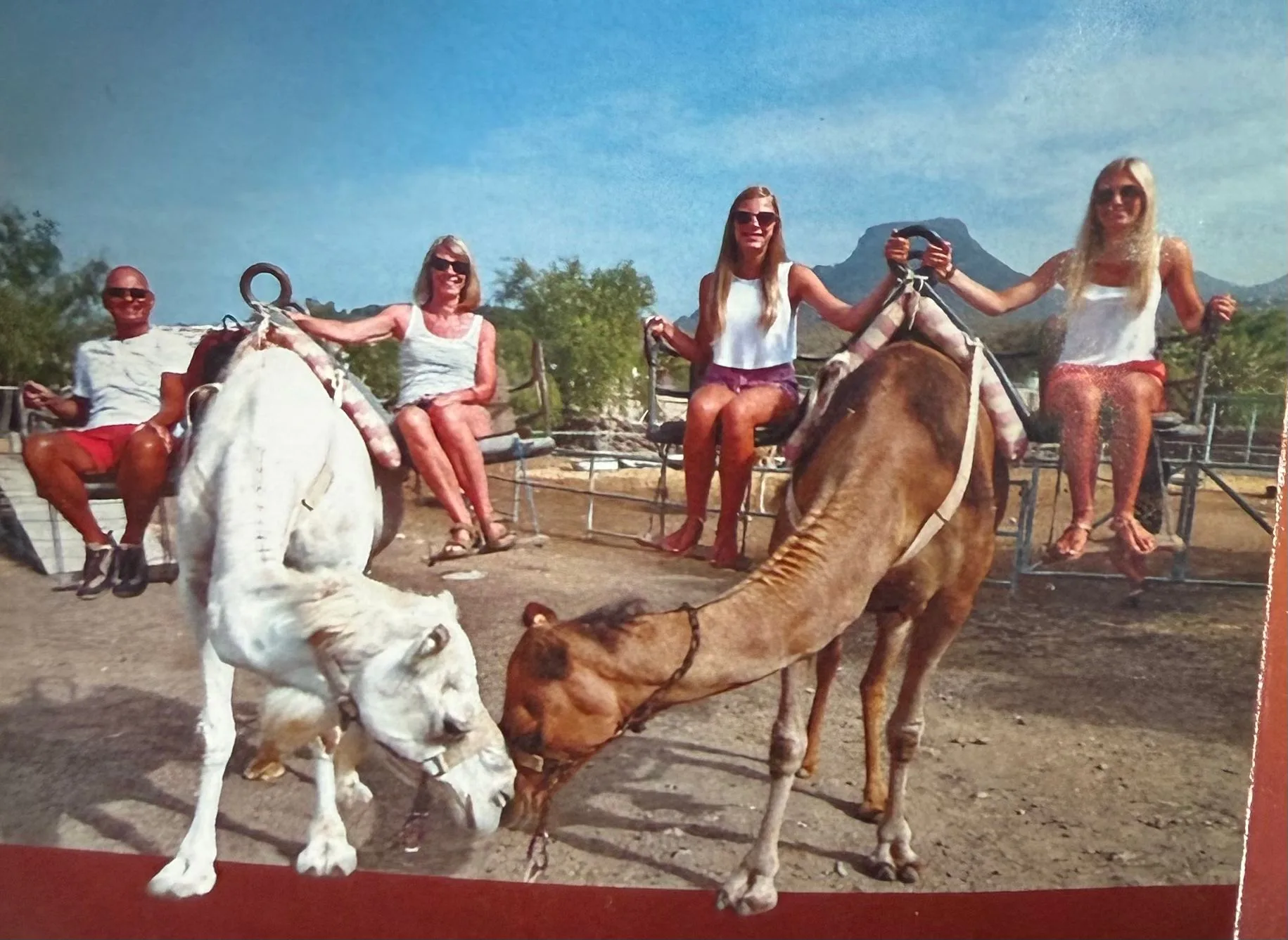 Camellos y animales de granja en el Camel Park de Tenerife