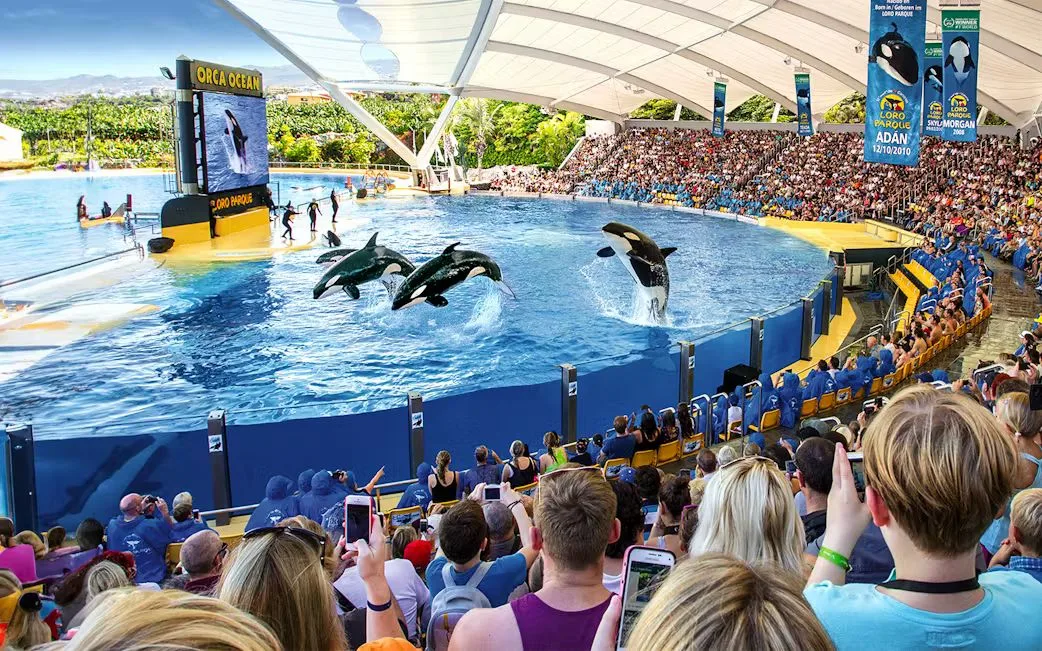 Loro Parque — 8h · Easy · Tenerife