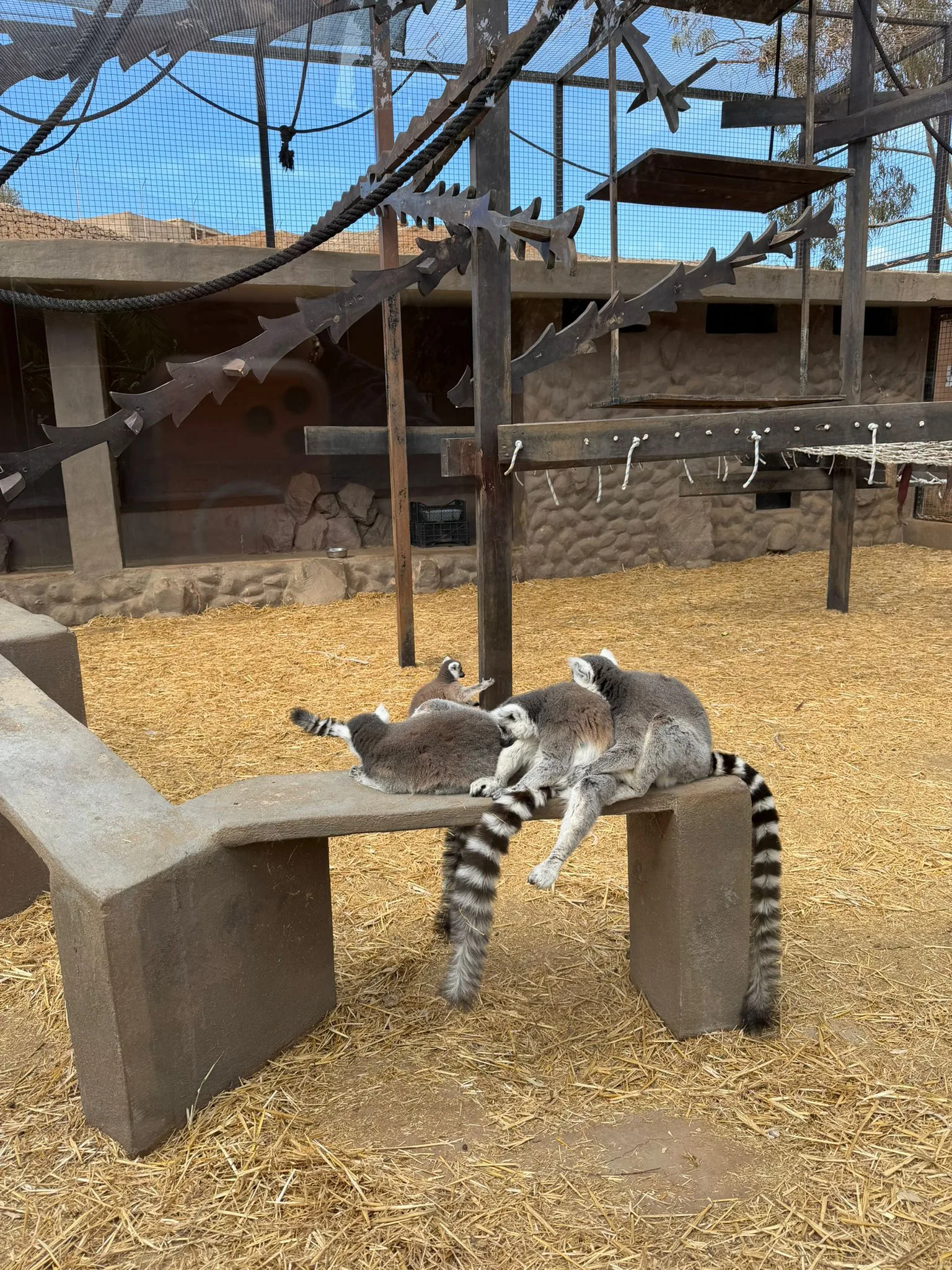 Monos y animales exóticos en el Monkey Park de Tenerife
